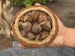 Brazil Nuts