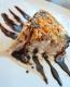 Ice Cream Pie