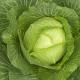 5 Great Foods for Healthy Kidney on Wo...