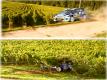 Rally Car Crashes Into Alsace Grape Vines And Gets Free Vineyard Tour !