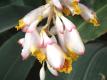 Cardamom Flowers