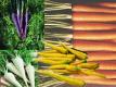 Ancient Carrots Vs. Modern Carrots