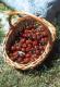 Cerezas Valllaguar