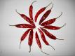Chilli Sanam