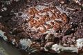 Chocolate Birthday Cake