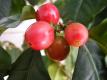 Coffee Berries