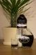Coffee Layered Liqueur