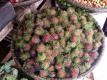 Corbeille De Fruits