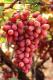 Crimson Seedless Grapes