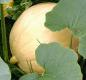 Cucurbita Maxima