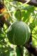 Cucurbita Okeechob Okeechob