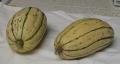 Delicata Squash