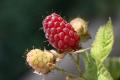 Deux Framboises