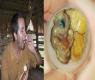 Eat Most Duck Fetuses In One Minute To Win The Contest