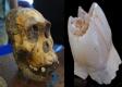 The South African Hominid Ate Trees And Bushes - Here's The Proof