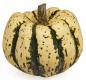 Festival Squash