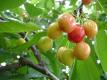 First Red Cherries