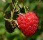 Framboise Margy
