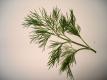 Fresh Dill Leaves