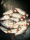 Fresh Water Fish