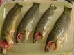 Fresh Water Fishes