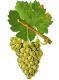 Gamay Blanc