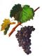 Graciano Viala Et Vermorel