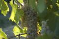 Grechetto Grapes