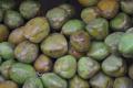 Green Coconuts