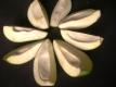Green Mango Slices