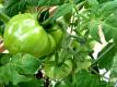 Green Tomatoes