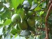 Guava Fruits With Leaves