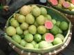 Guava Pasar Baru
