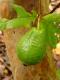 Guava Vietnamese