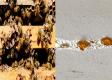 House Of Honey - Where Honey Drips From The Ceiling