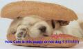 Cute Hot Dog