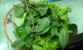Houttuynia Cordata Dokudami Saigon
