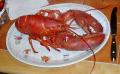 Hummer Gekocht