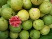 Indian Guava