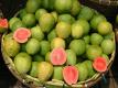 Indonesian Guava