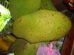 Jackfruits
