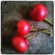 Jamaican Cherries