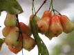 Jambu Air