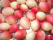 Karonda Fruit