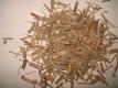 Lemon Grass