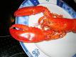 Lobster Angerichtet
