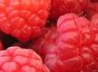 Macro Of Raspberries