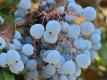 Mahonia Golden Abundance