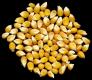 Maize Corn