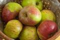 Malus Grüner Fürstenapfel